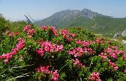 SENTIERO DEI FIORI ‘Claudio Brissoni’ da Capanna 2000 il 10 luglio 2023- FOTOGALLERY